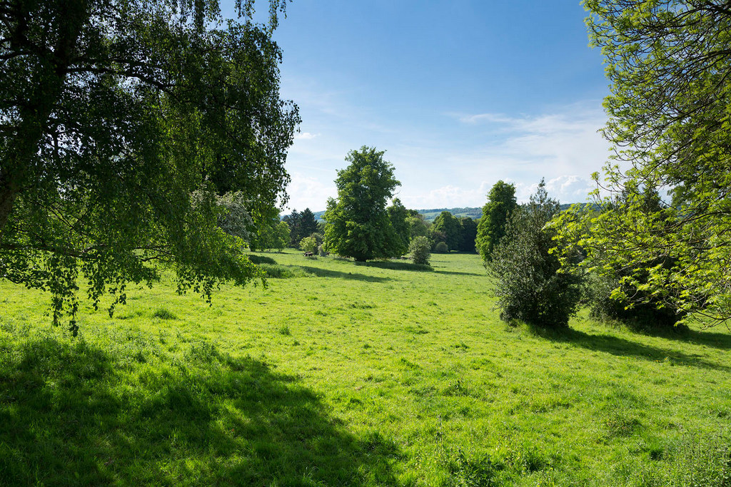 A field of bright green grass with numerous trees dotted around and a bright blue sky in the background.