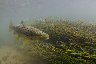 Underwater photo of a spotted fish and some plantlife.