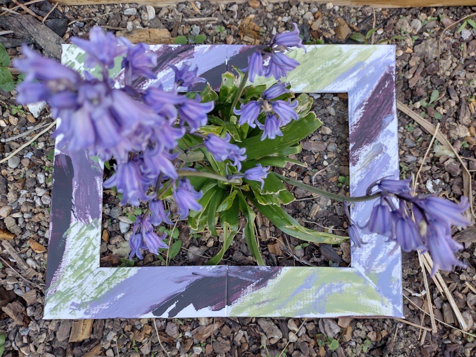 A cardboard picture frame, painted with light green, blue, and dark purple patches of colour all the way around. It has been laid on the ground, around a bluebell plant